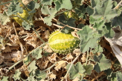 Cucumis prophetarum, photograph (c) yelena_antipova, some rights reserved (CC BY)