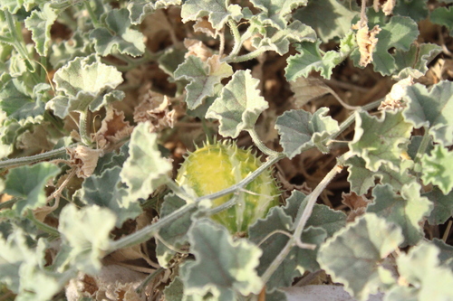 Cucumis prophetarum, photograph 6