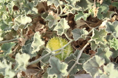 Cucumis prophetarum, photograph (c) yelena_antipova, some rights reserved (CC BY)
