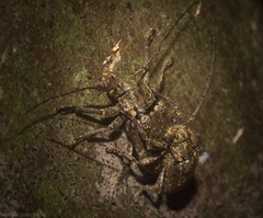 Prosoplus mediofasciatus