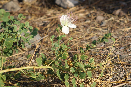 Egyptian Caper (Capparis zoharyi)