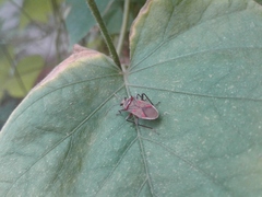 Acinocoris lunaris