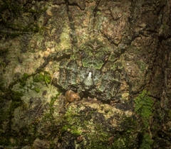 Stephanopis carcinoides