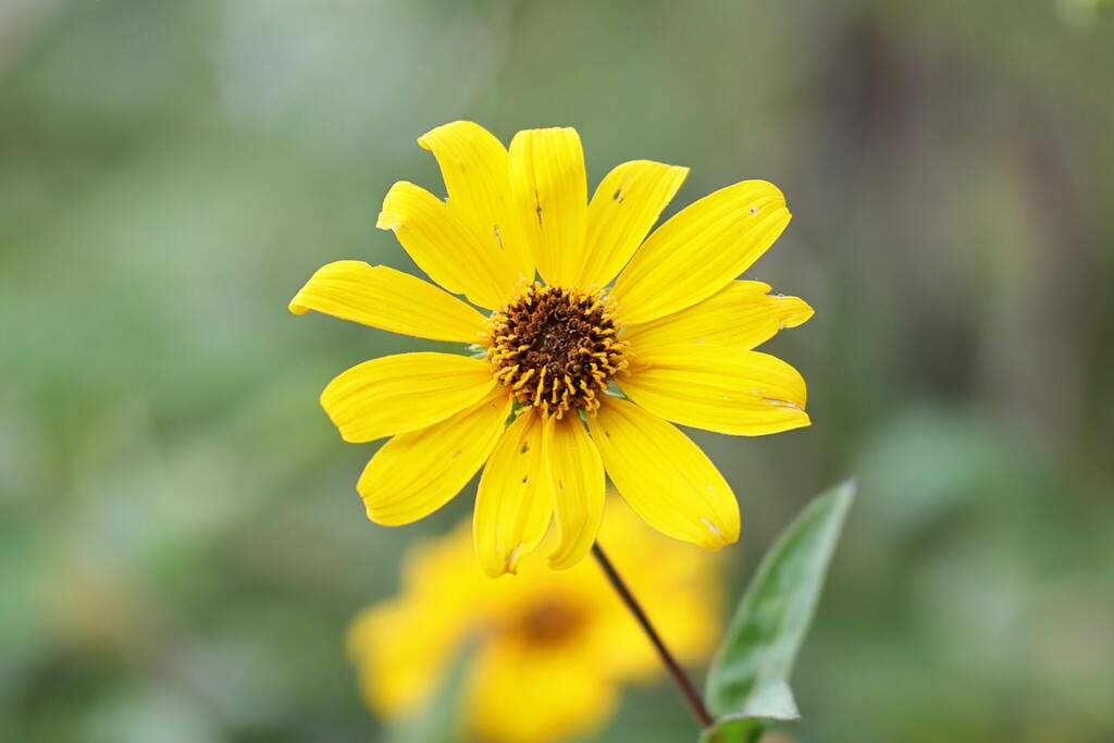 Helianthus inexpectatus; photograph (c) nmoorhatch, some rights reserved (CC BY)
