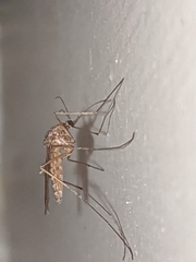 Culiseta inornata