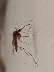 Culiseta inornata