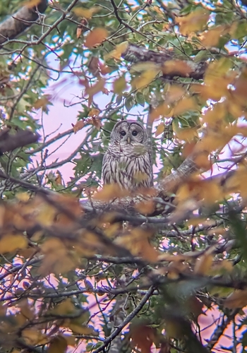 View observation of {o.common_name} on iNaturalist