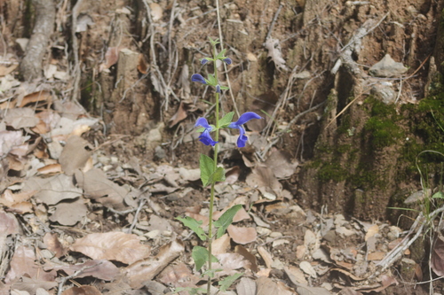 Image of Salvia patens by (c) Juan Cruzado Cortés, some rights reserved (CC BY-SA)