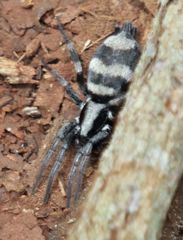 Latonigena