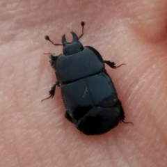 Hololepta