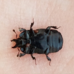 Hololepta