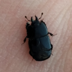 Hololepta