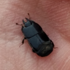 Hololepta