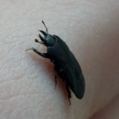 Hololepta