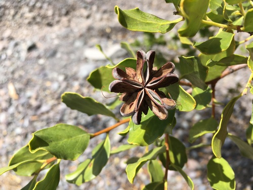 Quillaja saponaria
