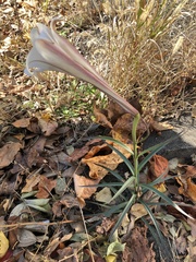 Lilium formosanum
