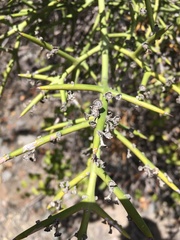 Colletia hystrix