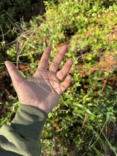 Digitaria filiformis observed 2025-10-12