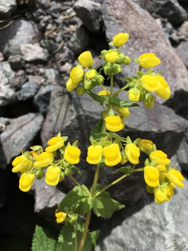 Calceolaria petioalaris (Calceolaria petioalaris)