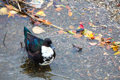 Anas platyrhynchos domesticus