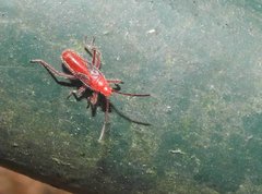 Thunbergia marginata