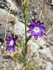 Malesherbia linearifolia