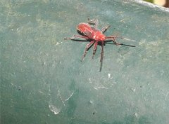 Thunbergia marginata
