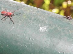 Thunbergia marginata