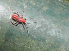Thunbergia marginata