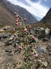 Leucheria floribunda