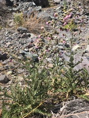 Leucheria floribunda