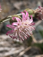 Leucheria floribunda