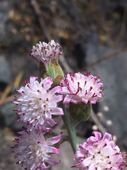 Leucheria floribunda