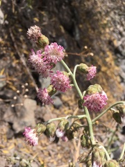 Leucheria floribunda