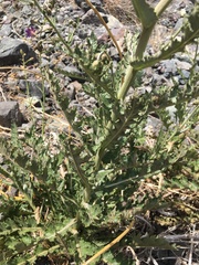 Leucheria floribunda