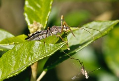 Zelus janus