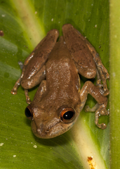 Scinax elaeochroa