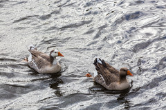 Anser anser domesticus