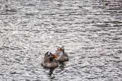 Anser anser domesticus