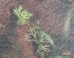 Ranunculus flabellaris