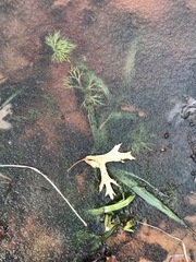 Ranunculus flabellaris