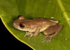 Scinax elaeochroa