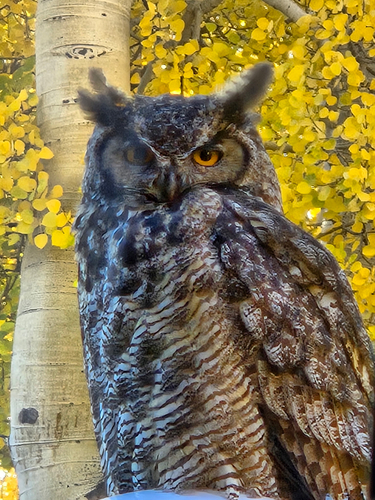 View observation of {o.common_name} on iNaturalist