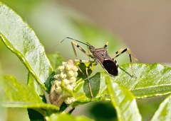 Zelus janus