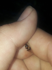 Brachiacantha ursina