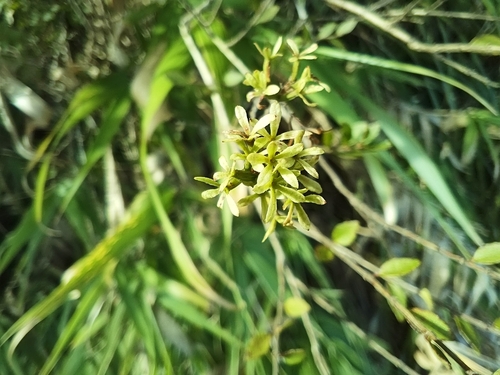 Abelia chinensis iNat (2)