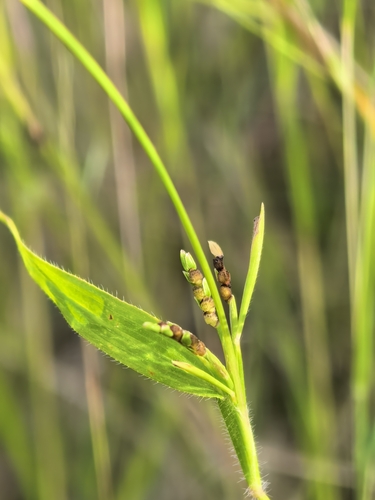Hackelochloa granularis iNat (1)