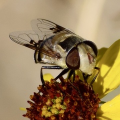 Copestylum apiciferum