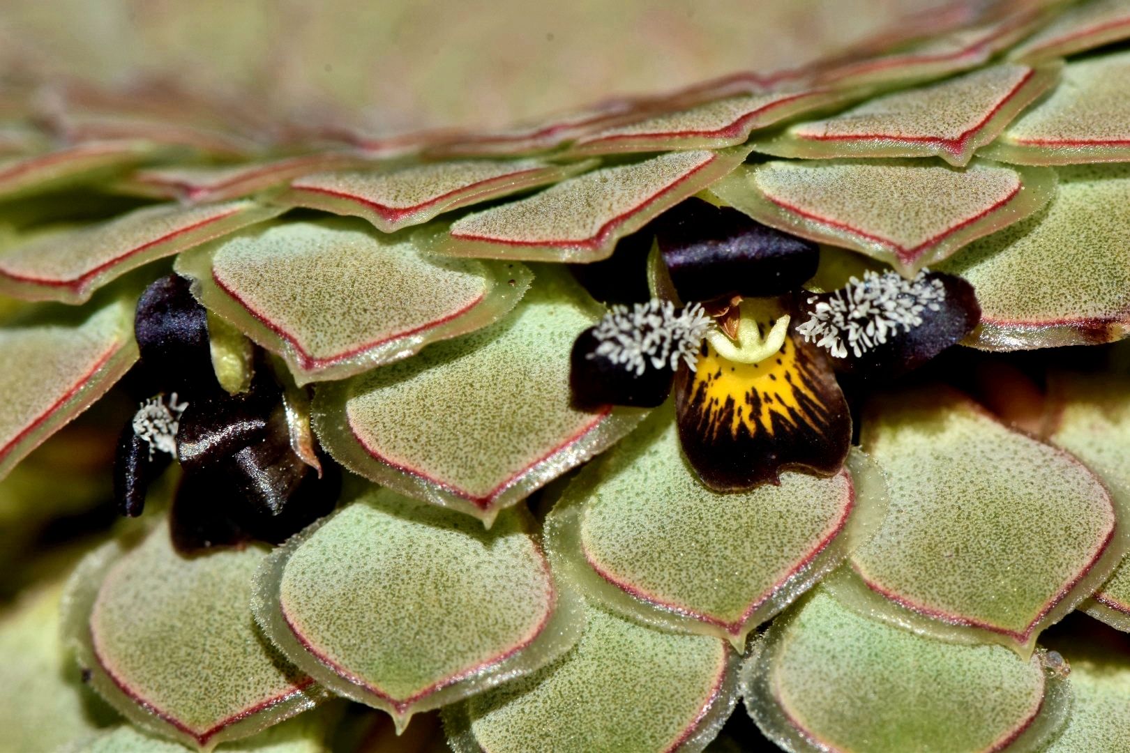 Malpighiales
