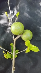 Randia nicaraguensis
